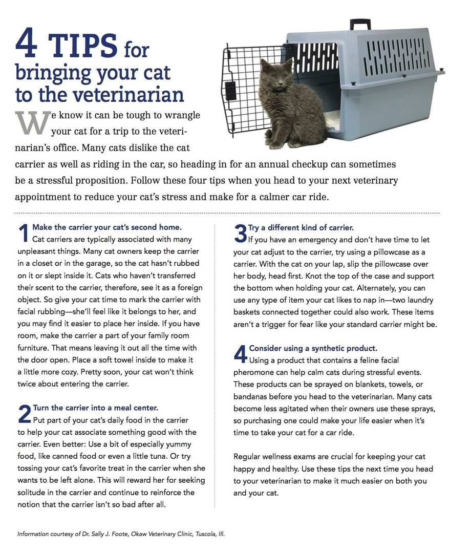 Tips for Bringing your Cat to the Vet