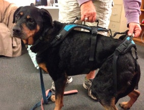 Dog Harness Fitting